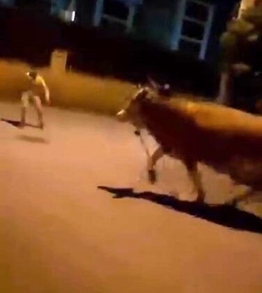 Bursa’da dana paniği