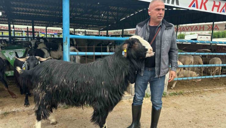 Bursa’daki kurban pazarının şampiyon keçisi 47 bin liradan satıldı