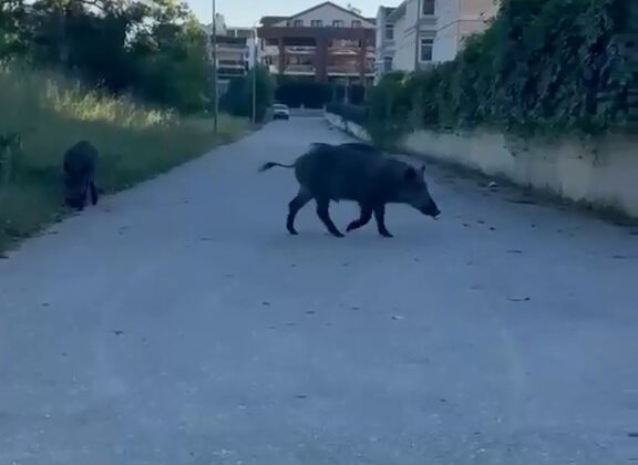 Domuzlar yerleşim yerine inerek yiyecek aradı