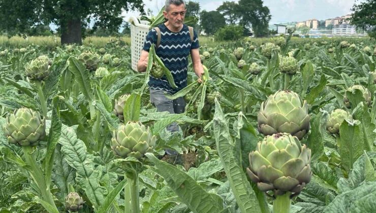 Hasanağa enginarında hasat üreticide tanesi 50 liradan başladı