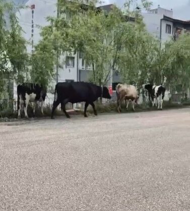 Hayvan pazarından kaçan büyükbaş havanlar gezintiye çıktı