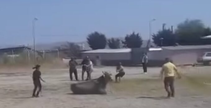 Hayvan pazarından kaçan inek ortalığı karıştırdı