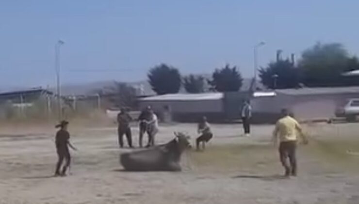Hayvan pazarından kaçan inek ortalığı karıştırdı