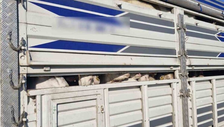 İstanbul’da kaçak kurbanlık operasyonu: Kaçak 126 kurbanlık yakalandı, sürücülere ceza yağdı