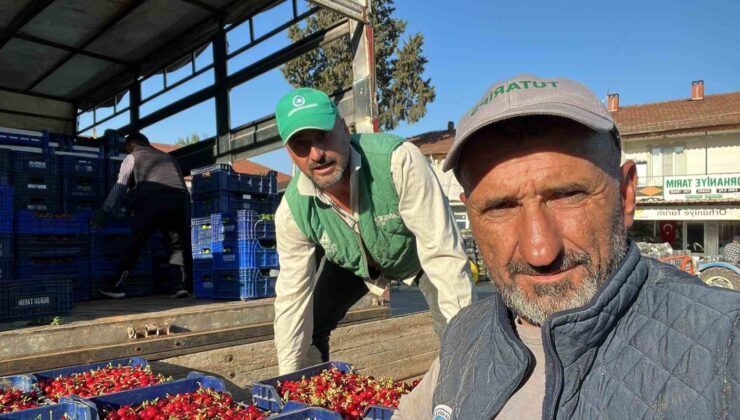 İznik’te mevsimin ilk karabodur kirazı hasadı başladı