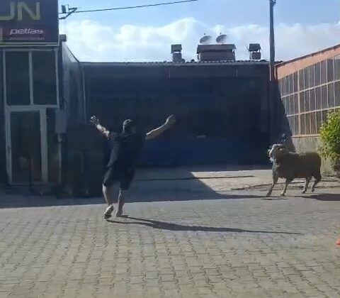 Kaçan kurbanlık koçu esnaf yakaladı