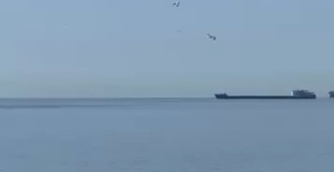 Tekirdağ’da yunuslar kıyıya yakın görüntülendi
