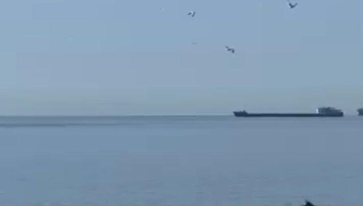 Tekirdağ’da yunuslar kıyıya yakın görüntülendi