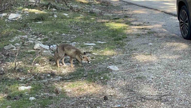 Uludağ dönüşü sürpriz misafir: Aç tilkiye peynirli kraker ikramı