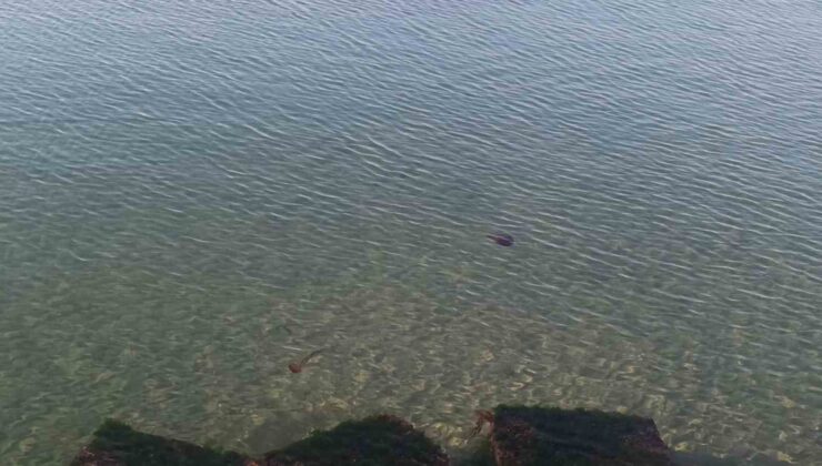 Zehirli pusula deniz anaları Tekirdağ sahilinde görüldü