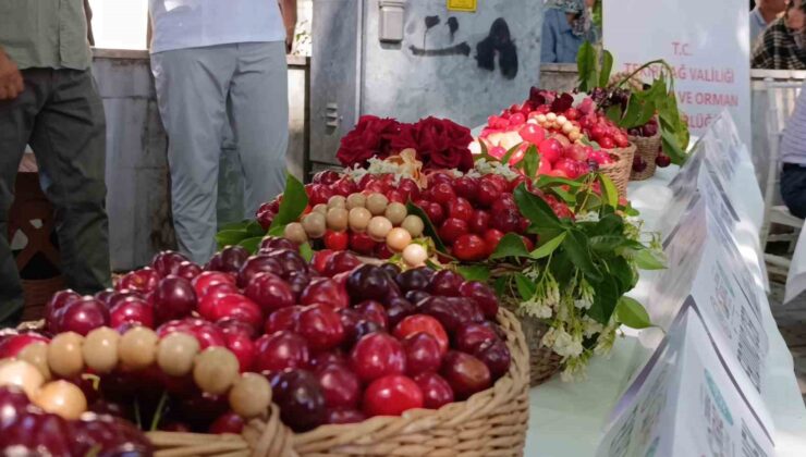 60. Uluslararası Tekirdağ  Kiraz Festivali başladı: En güzel kirazlara 60 bin lira ödül