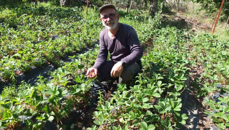 Balıkesir’de emekli muhasebeci başarılı üretici oldu