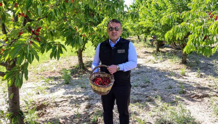Bilecik’te 27 bin dekarda yıllık yaklaşık 15 bin 500 ton kiraz üretimi