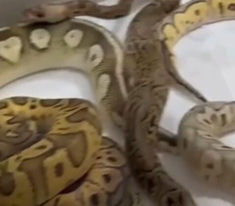 İstanbul’da bir evden 18 piton, 21 Mısır ve 3 king yılanı çıktı