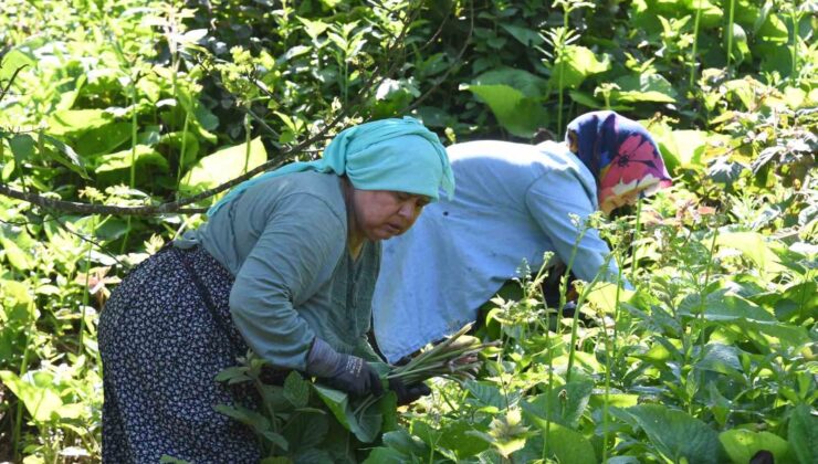 Ormanların gizli hazinesi: Kaldirik otu toplama mesaisi başladı